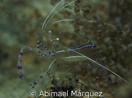 Perderson Cleaner Shrimp, Crash Boat by Abimael Márquez 