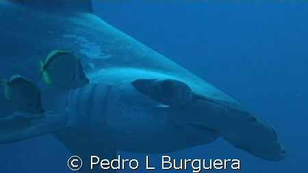 MARTILLO by Pedro L Burguera 