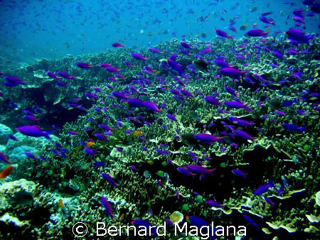 FAIRY BASSLET/What awaits unlucky shark hunter ascending ... by Bernard Maglana 