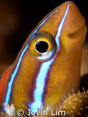 What a cutie! Bluestriped fang blenny (Plagiotremus rhino... by Jovin Lim 