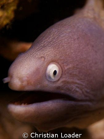 White-Eyed Moray Eel

At Paradise2, Mabul island, Sabah. by Christian Loader 
