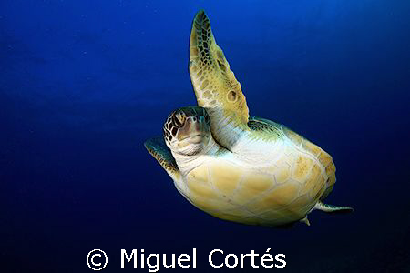 Hi !!!! by Miguel Cortés 