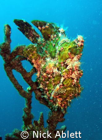 That's a nice piece of coral.......... by Nick Ablett 
