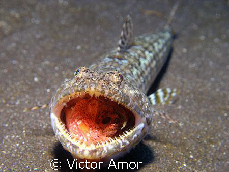 It´s lunch time by Victor Amor 