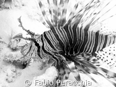 Black & White by Fabio Peracchia 