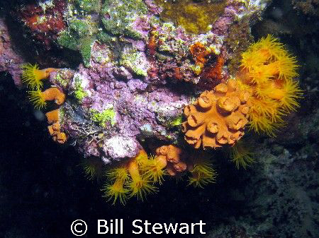 I'm still learning but I belive this is "Orange Cup Coral... by Bill Stewart 