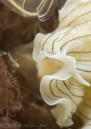 Candy stripe flatworm. North Wales. 60mm. by Derek Haslam 