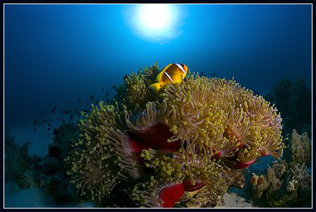anemone fish by Dejan Sarman 
