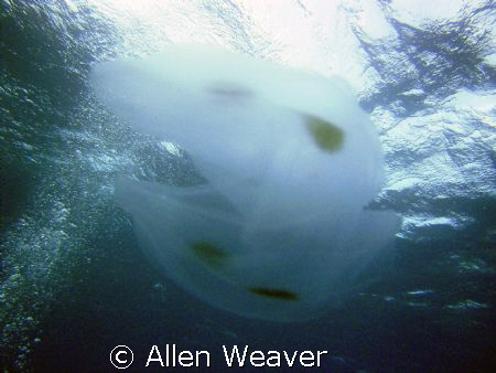 Cozumel Mexico by Allen Weaver 