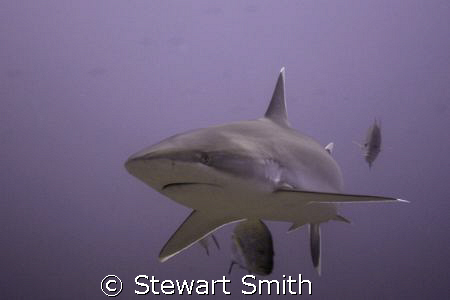 silvertip - silverado cocos by Stewart Smith 