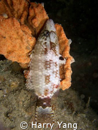 Stands erect fish which sleeps.
Casio EX-Z1000 ; 8mm ;F/... by Harry Yang 