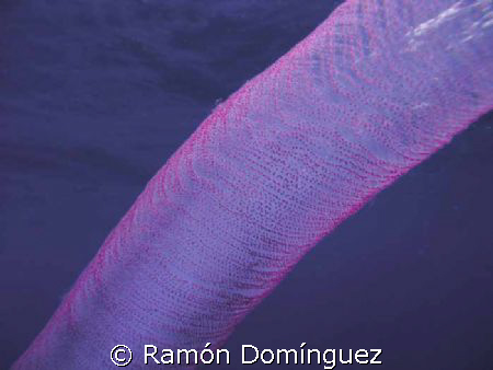 Huge salp colony drifting. by Ramón Domínguez 