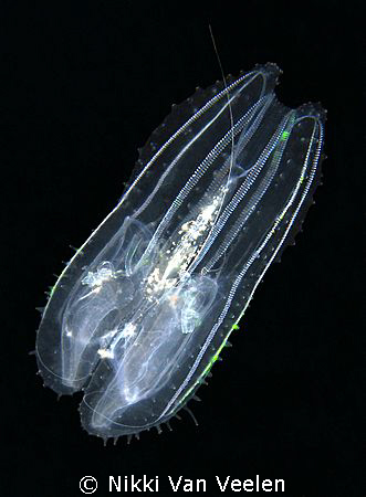 Warty seawasp taken on a night dive at Sharksbay. by Nikki Van Veelen 