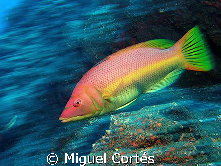 Speedy barred hogfish by Miguel Cortés 
