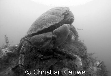 crab&shrimp, oosterschelde, visibility 5Ocm, so black&whi... by Christian Cauwe 