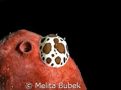little prince on his planet by Melita Bubek 