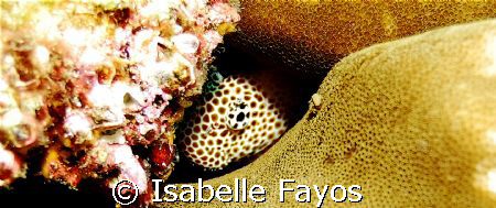 Hide & seek! Leopard blenny by Isabelle Fayos 
