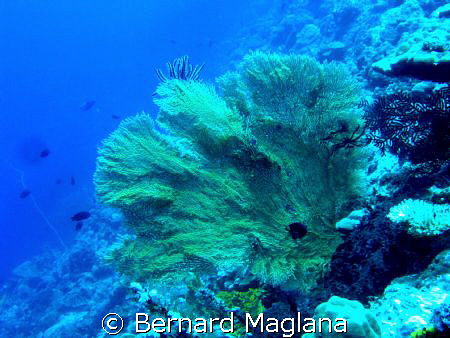A Big One/I dont own yet an external strobe - well someti... by Bernard Maglana 