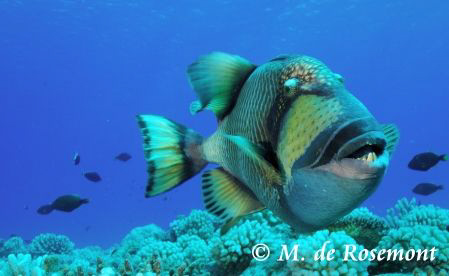 Titan trigger fish. Nikon D50/12-24mm by Moeava De Rosemont 