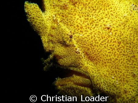 Giant Frogfish at Seaventures, Mabul Island, Borneo by Christian Loader 