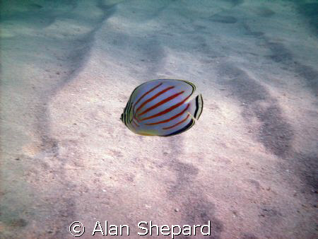 I like this little guy.  H-Bay, Oahu, Hawaii.   by Alan Shepard 