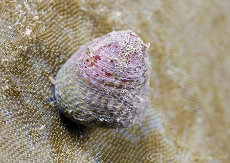 Top shell. Farne islands. 60mm. by Derek Haslam 