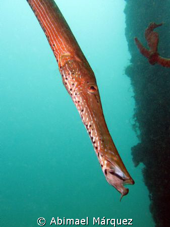 Trompetfish, Crash Boat Piers, Aguadilla. I was not until... by Abimael Márquez 