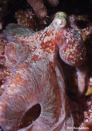 During a night dive in Roatan we found this Octopus on th... by Steven Anderson 