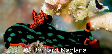 SEARCHING/Taken at Paradise Resort.House Reef,Samal Islan... by Bernard Maglana 