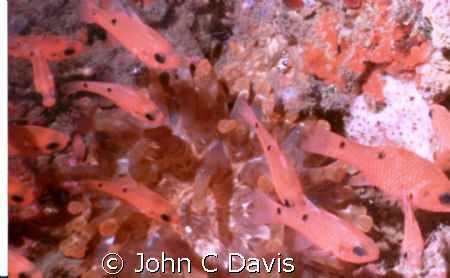 2 DOT/FLAME TAIL CARDINAL OVER SEA ANOMONE WITH LIVE CORL... by John C Davis 