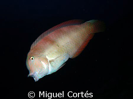 Pearly razorfish. by Miguel Cortés 