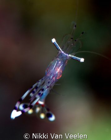 Shrimp taken at Marsa Bareika, Ras Mohamed Park with E300... by Nikki Van Veelen 