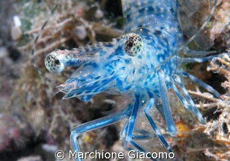 The eyes: Nikon D200 , macro 60 , two strobo
Moal Boal 2008 by Marchione Giacomo 