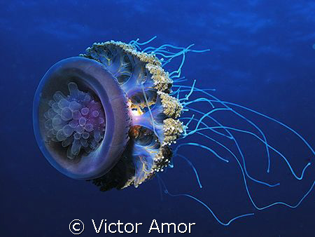 Crystal of Light by Victor Amor 