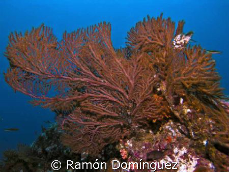 Bumpy orange Gorgonian. Sea of Cortéz. by Ramón Domínguez 