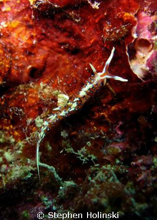 Little tiny nudibranch, no more than a couple of centimet... by Stephen Holinski 