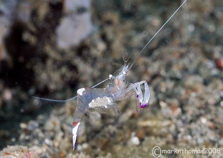 Prancing Prawn - with eggs.
Lembeh Straits.
60mm. by Mark Thomas 