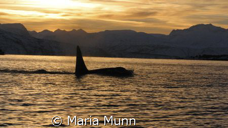 Killer Whale in Tysfjord, Norway taken with a Canon 10D. ... by Maria Munn 
