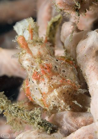 Painted frogfish. Lembeh straits. D200, 60mm. by Derek Haslam 