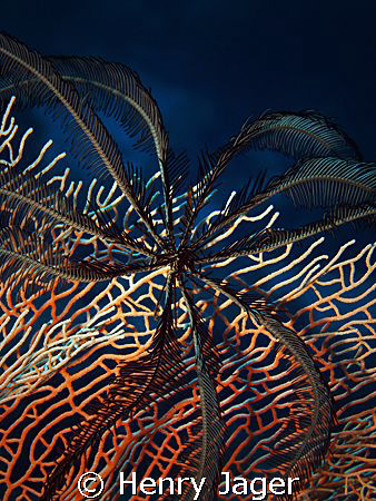 feather star on red gorgonia by Henry Jager 
