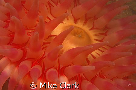 Vivid Red Dahlia Anemone, another bad vis dive but lots s... by Mike Clark 