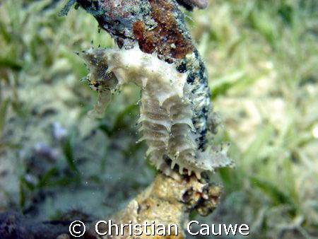 a white one, lighthouse, dahab by Christian Cauwe 
