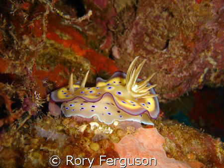 Kune's Chromodoris, SonyT3,
just liked the mix of colour... by Rory Ferguson 