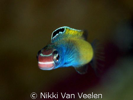 Smile! Blenny taken at Marsa Bareika with E300 and 105mm ... by Nikki Van Veelen 