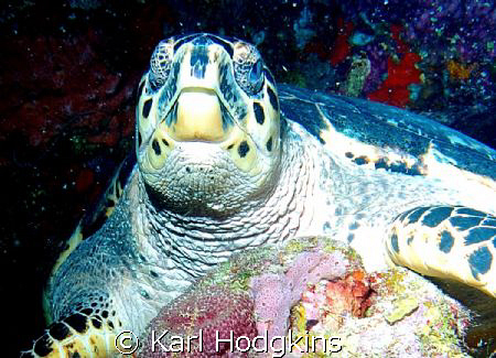 Mr T. This was the biggest Turtle I have ever seen must h... by Karl Hodgkins 