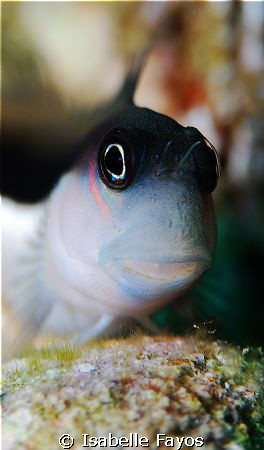 Happy Blenny by Isabelle Fayos 