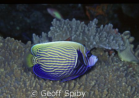 A "teenager" Emperor angelfish-you can still see the fein... by Geoff Spiby 