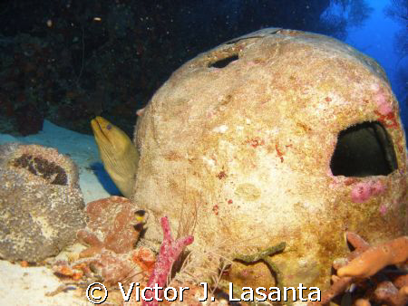 green eel living inside the memorial of my friend johnny ... by Victor J. Lasanta 