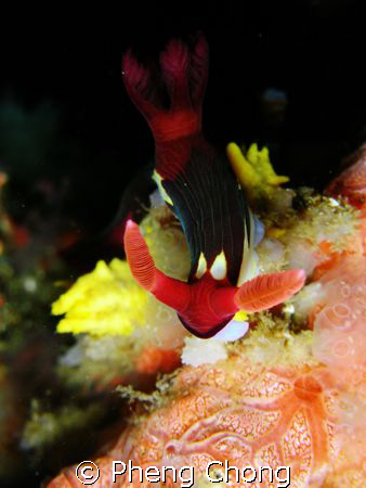 A beautiful nembrotha chamberlaini taken in PG, Philippin... by Pheng Chong 