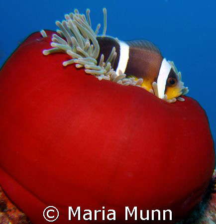 Can't stop taking pics of these guys!  This was taken wit... by Maria Munn 